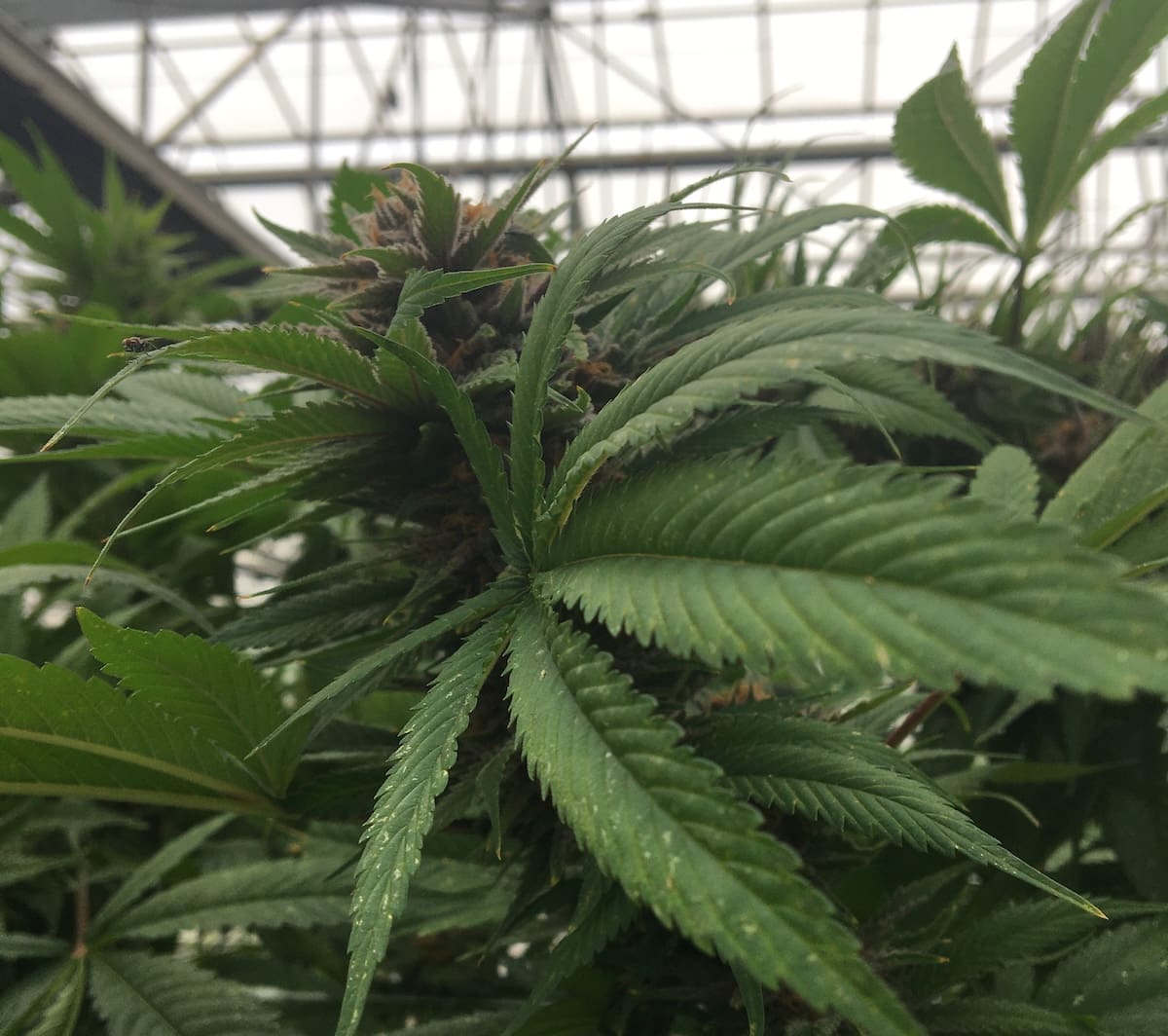Cannabis Growers Bankroll Cory Bantilan in 5th District Santa Barbara County Supervisor’s Race Cannabis Growers Bankroll Cory Bantilan in 5th District Santa Barbara County Supervisor’s Race