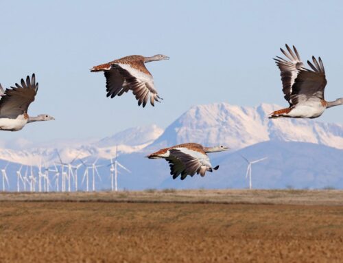 From conflict to coexistence: Protecting birds from wind energy