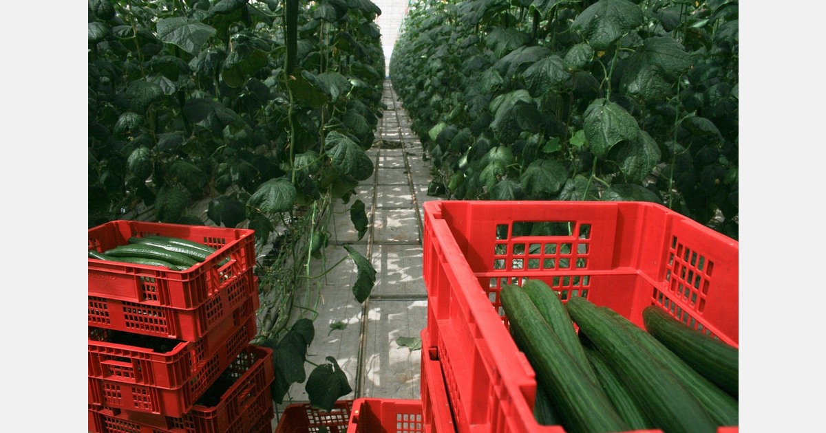 Moldova: Finding a stable environment to grow cucumbers and tomatoes Moldova: Finding a stable environment to grow cucumbers and tomatoes