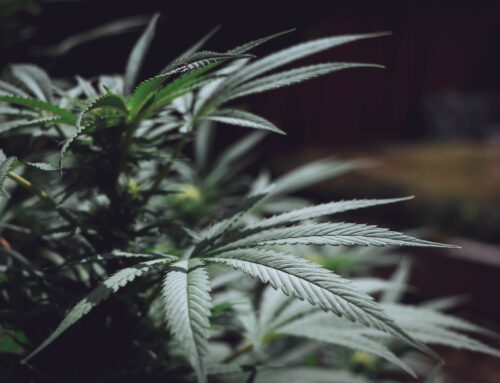 Illinois lawmakers roll out broad cannabis industry overhaul