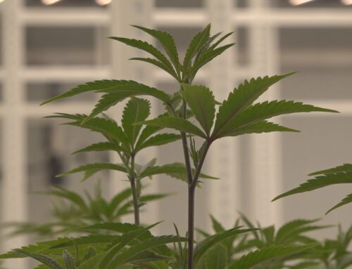 ‘Gonna help a lot of people’ | Gov. Brian Kemp signs medical cannabis bill into Georgia law