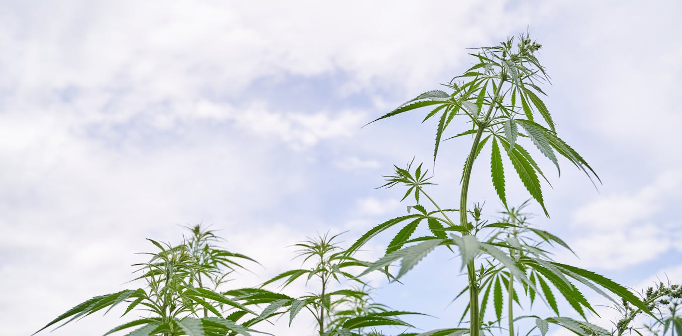 Cannabis: it’s medicine if you’re rich enough – a crime if you’re not