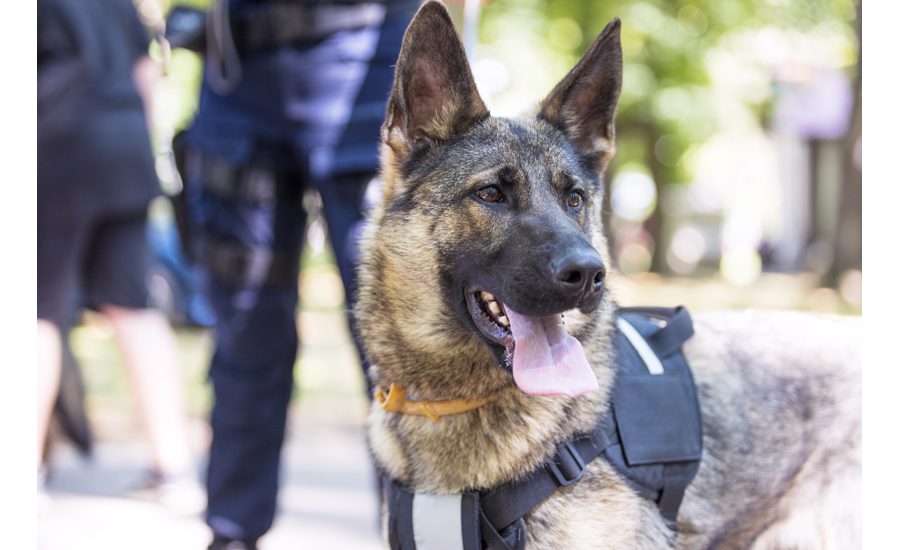 Stellantis Deploys Gun-Sniffing Dogs at Assembly Plants