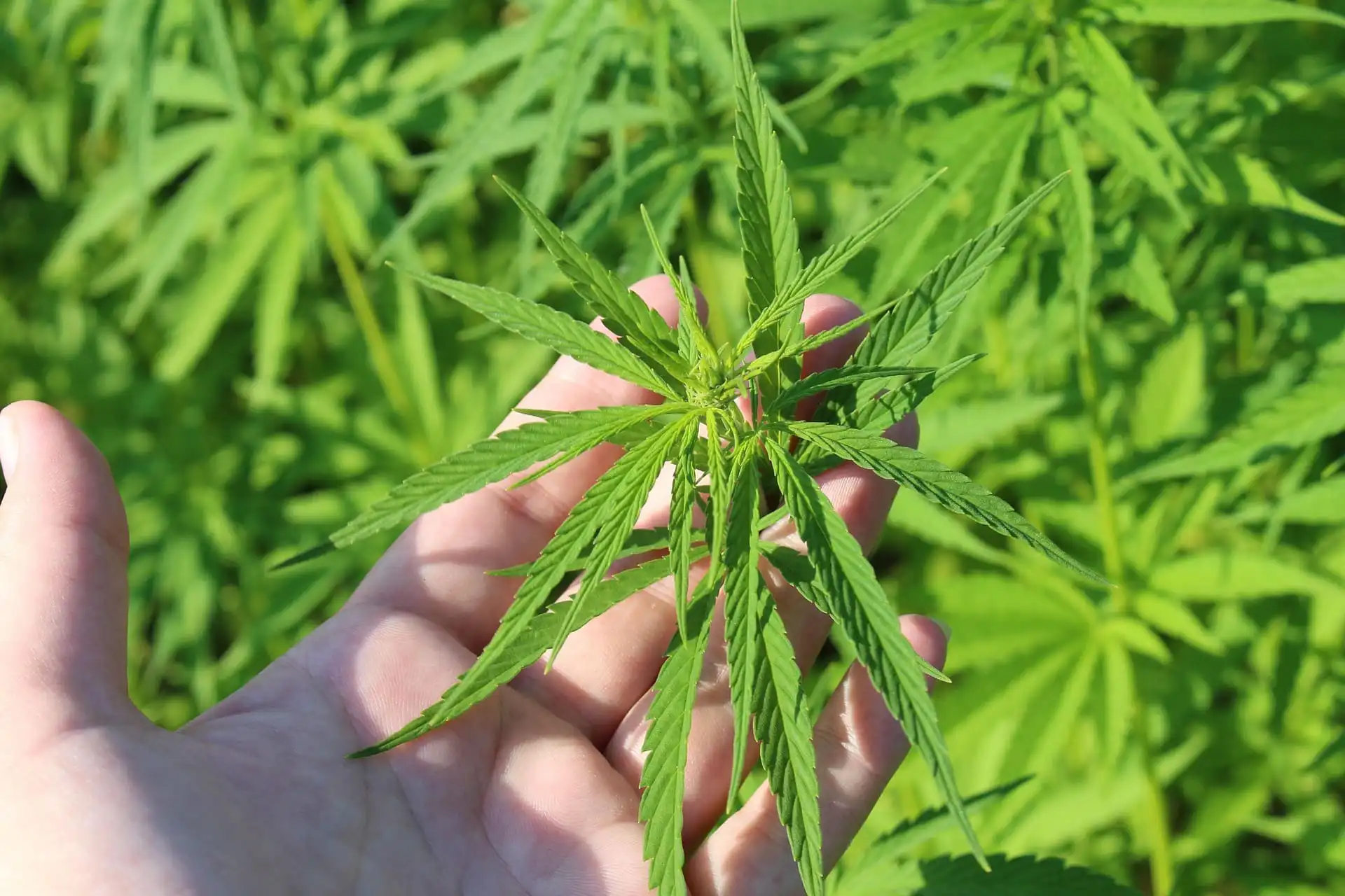Georgia Governor Signs Bill To Expand Medical Marijuana Access By Allowing Vaping And Adding New Qualifying Conditions