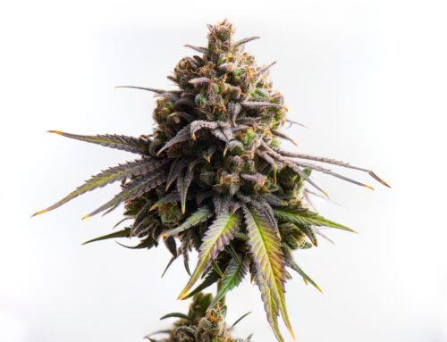 Curaleaf Benefits From Cannabis Rescheduling And International Growth