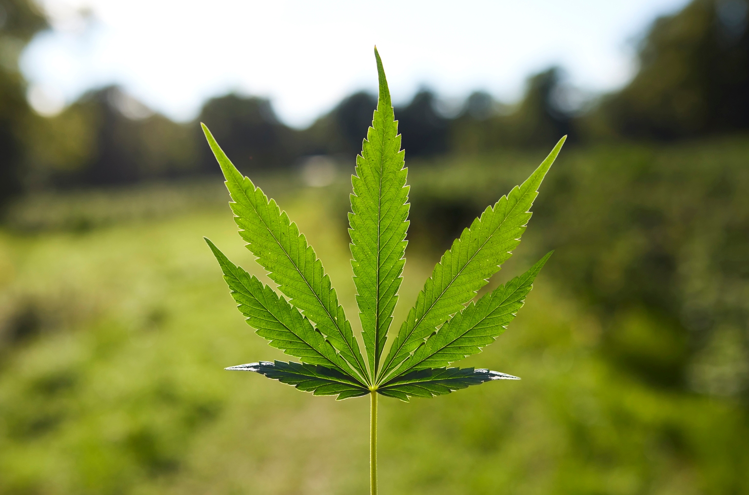Cannabis ETFs: Regulatory Momentum Returns Focus