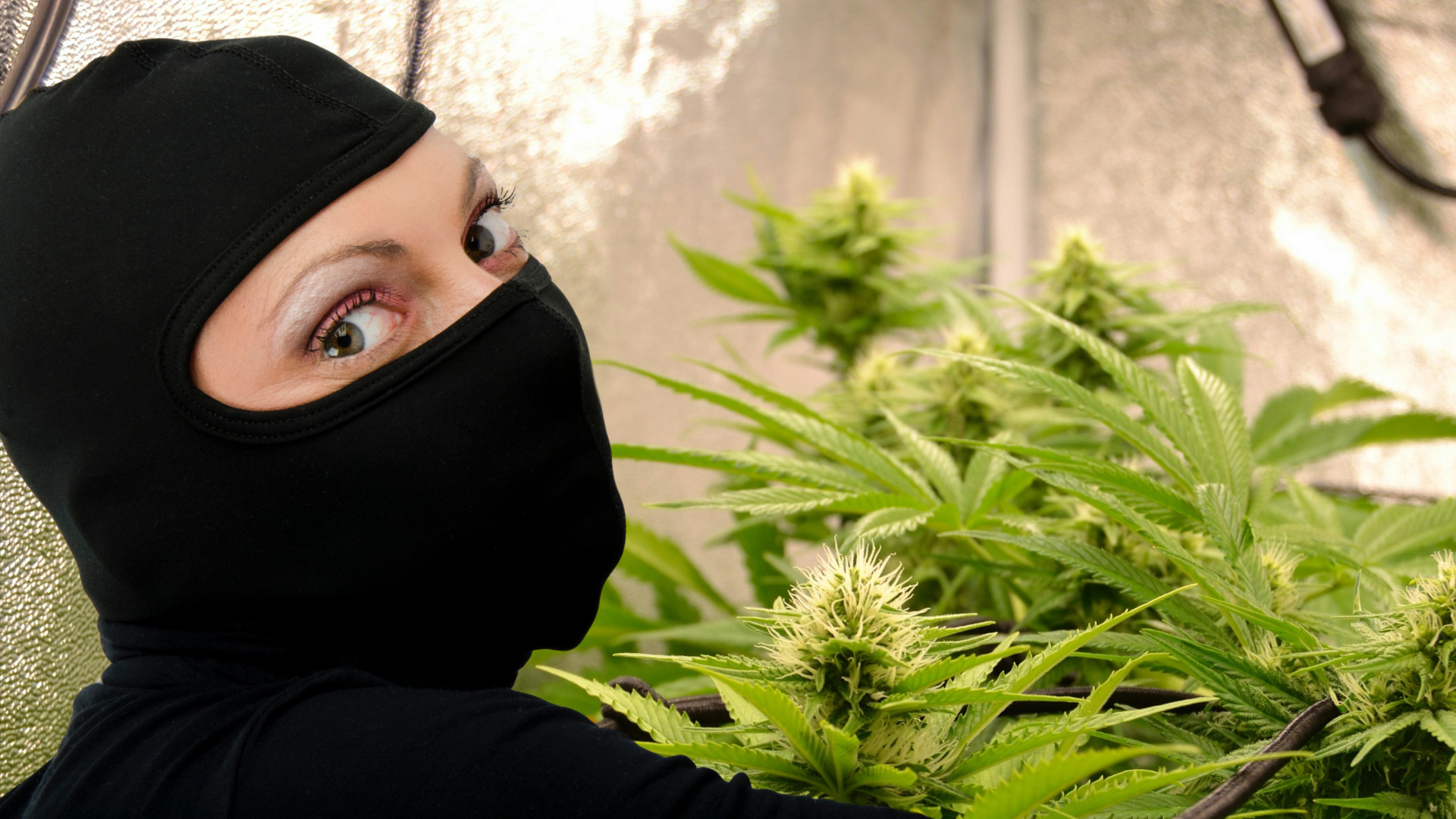 The Telltale Spark: Spain Dismantled 1,850 Indoor Cannabis Grows by Tracking Illegal Power Hookups in 2025