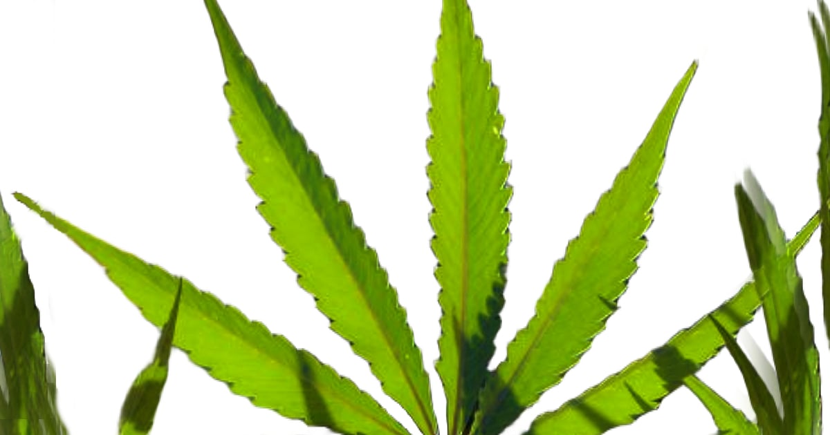 Water, Odor Issues Alleged in Carlotta Cannabis Farm Expansion
