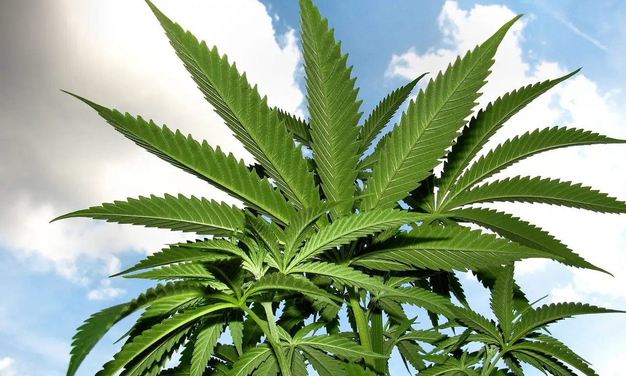 Congressional report on what cannabis rescheduling does—and doesn’t do (Newsletter: May 7, 2026)
