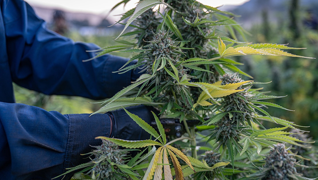 New Medical Cannabis Expansion Era Could Ignite Under Schedule III