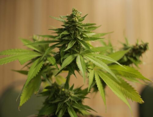 Cannabis critic mellows out on initiative to eliminate recreational marijuana