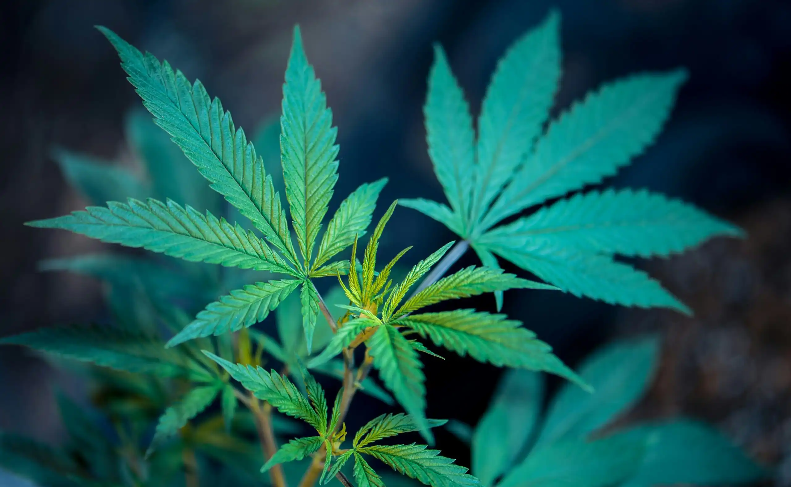 Pennsylvania Medical Marijuana And Hemp Regulation Bill Sets The State Up For Broader Recreational Legalization, GOP Senator Says
