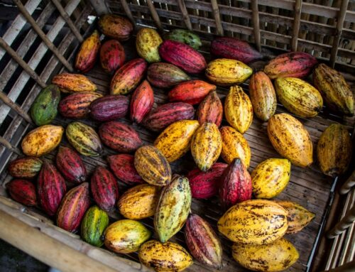 Barka Capital invests in Laboratories Adeba for sustainable cosmetics