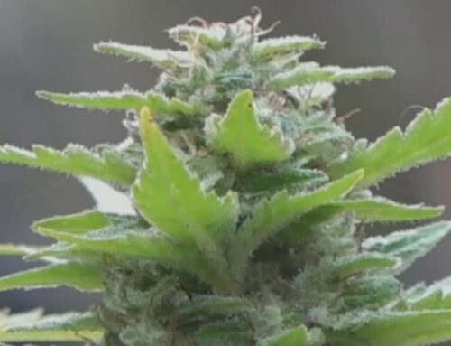Pennsylvania lawmakers vote down marijuana oversight proposal
