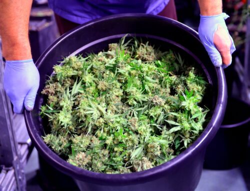 The First U.S. Marijuana Stock Is Now Trading on the NYSE. Here’s What That Means for Ever