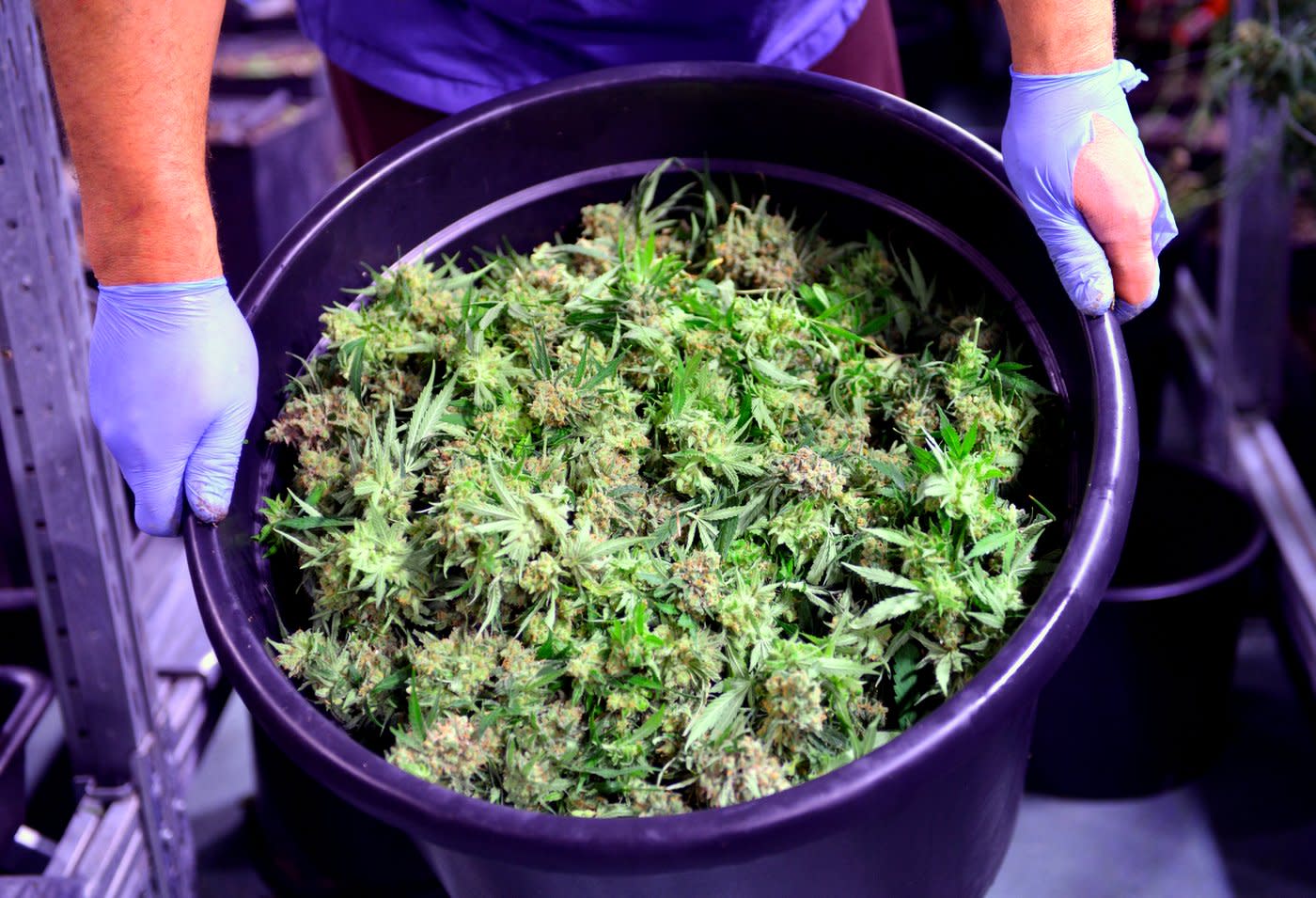 The First U.S. Marijuana Stock Is Now Trading on the NYSE. Here’s What That Means for Ever The First U.S. Marijuana Stock Is Now Trading on the NYSE. Here’s What That Means for Ever