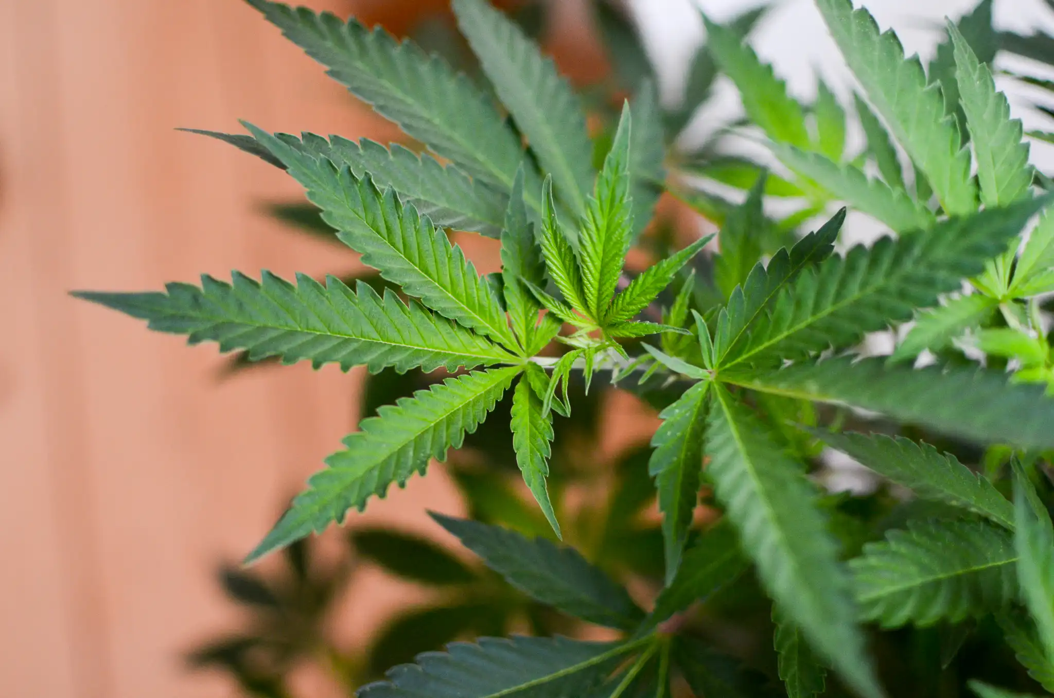 Trump’s Marijuana Rescheduling Move Opens The Door To Interstate Cannabis Commerce, Top Reform Group Says Trump’s Marijuana Rescheduling Move Opens The Door To Interstate Cannabis Commerce, Top Reform Group Says