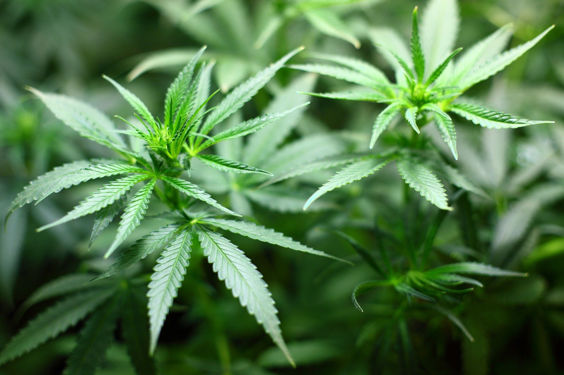 Cannabis caution as study finds increased psychosis risk for young people Cannabis caution as study finds increased psychosis risk for young people