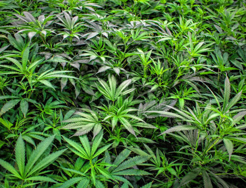 Ayotte vetoes bill to expand cultivation of medicinal marijuana