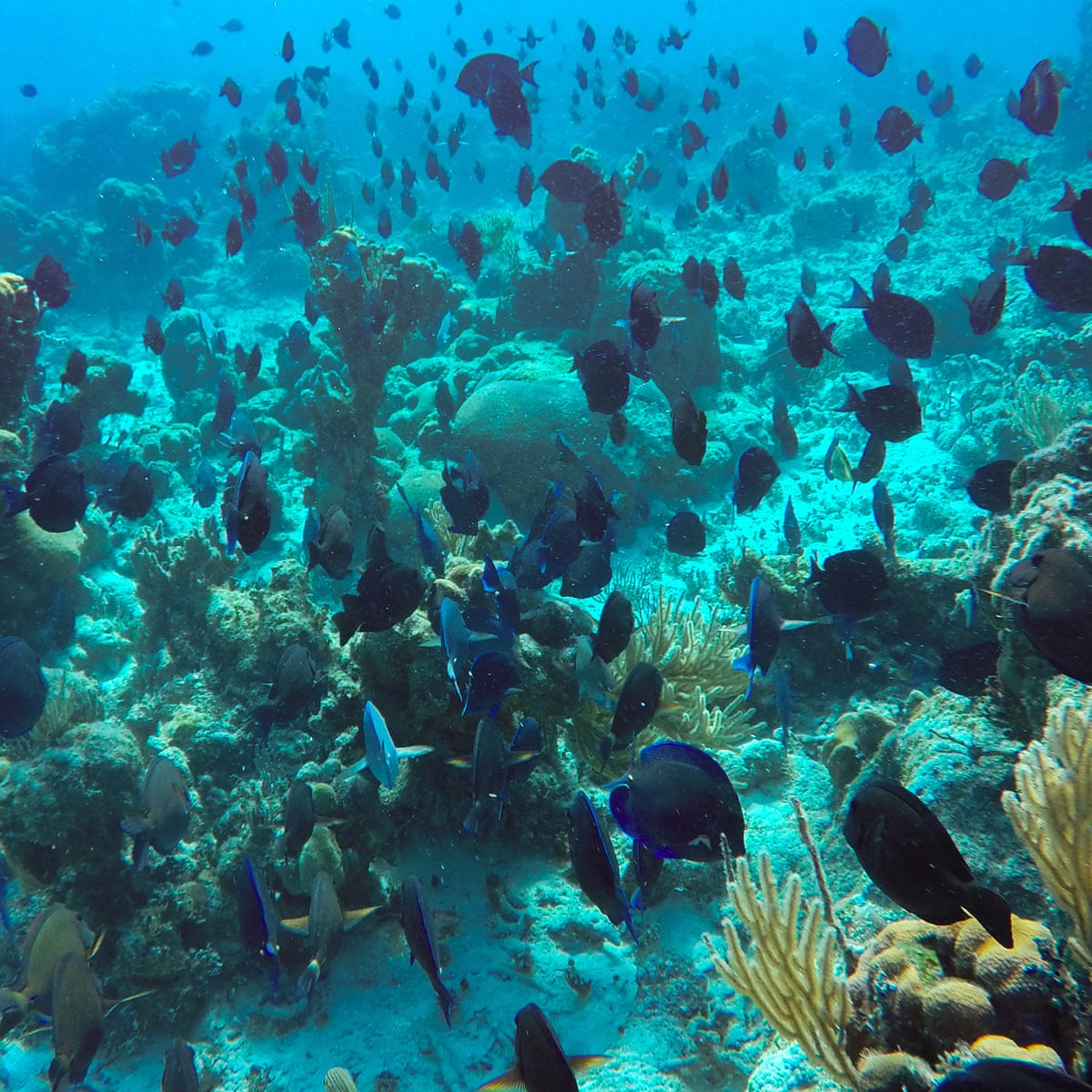 Freedivers, leftover cables and bits of clay: Cuba gets inventive to save its pristine reefs amid US blockade