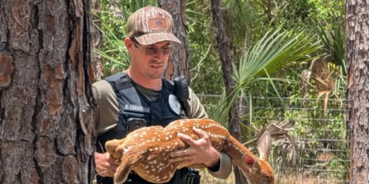 North Port Police looking for ATV riders who allegedly harassed fawn North Port Police looking for ATV riders who allegedly harassed fawn