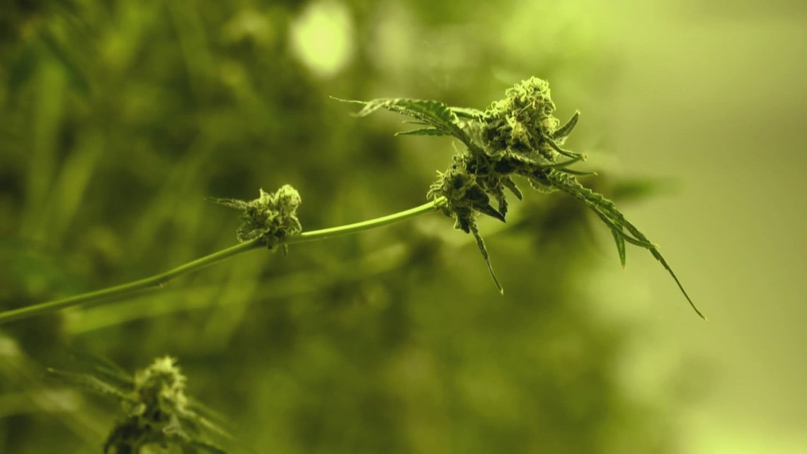 Gov. Beshear expands conditions for medical cannabis