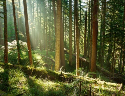 Trees may store less planet-heating carbon than hoped, study suggests