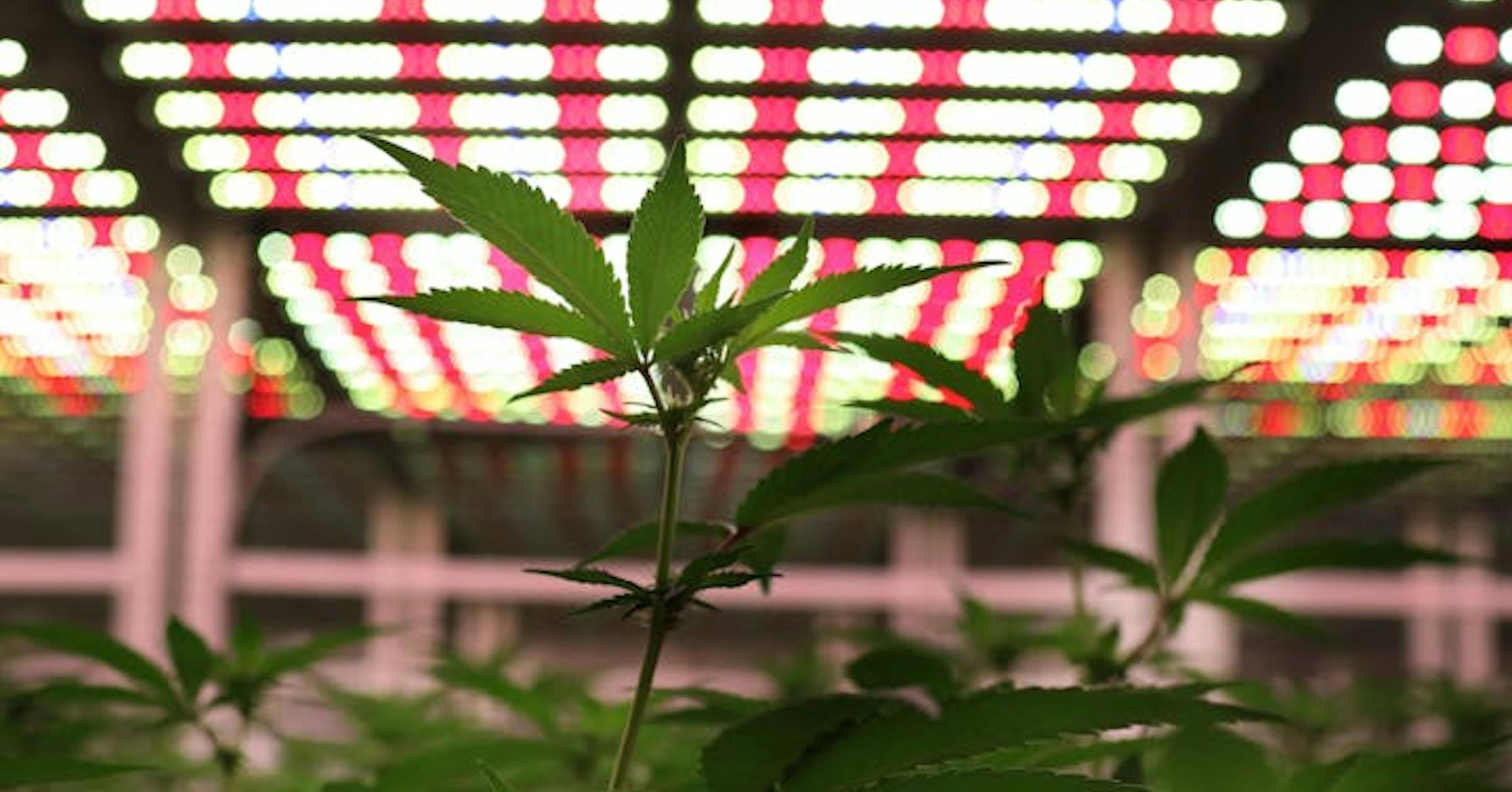 Dabney: How women are shaping Minnesota’s cannabis industry