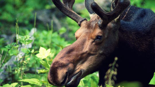 U.P. lawmakers propose letting peninsula regulate its own hunting, fishing