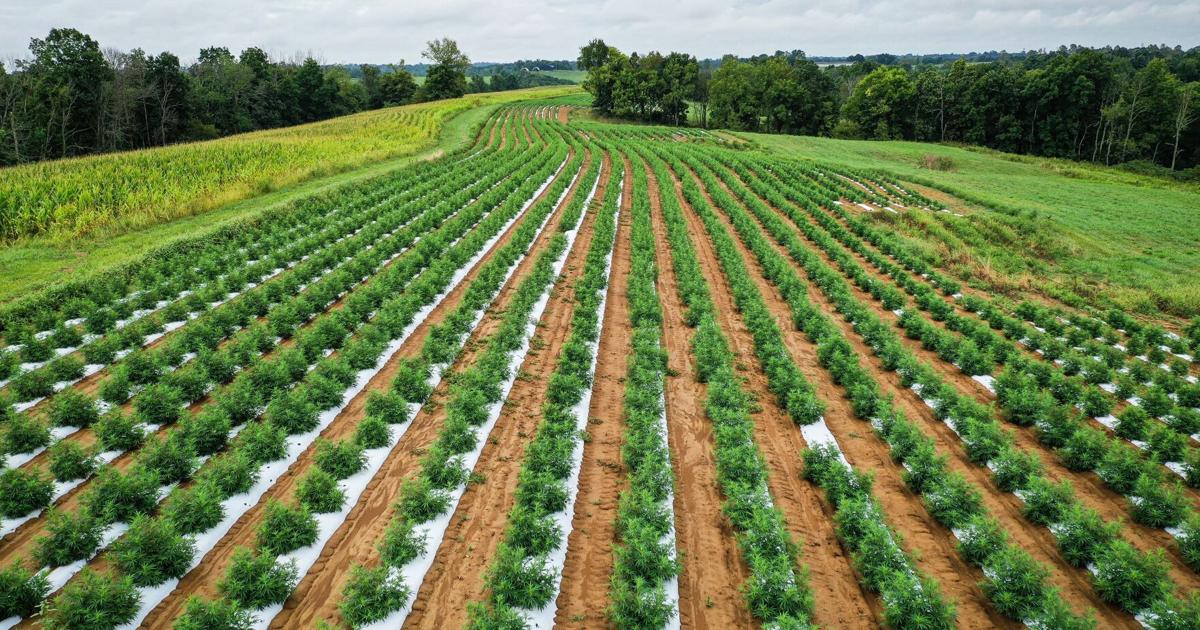 Illinois to regulate intoxicating hemp products, loosen up on cannabis