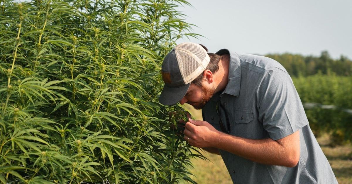 New Location for Cannabis Market Brings Growth To South Hero