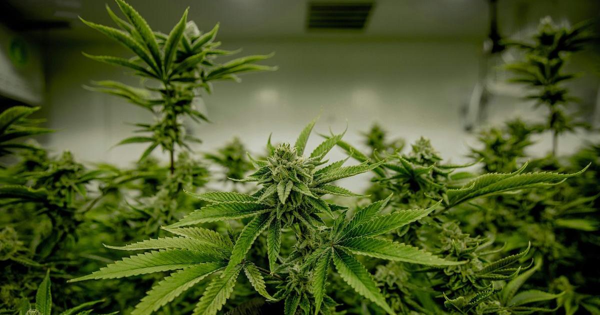 Virginia leaders ready for new tax, reach agreement on retail cannabis sales