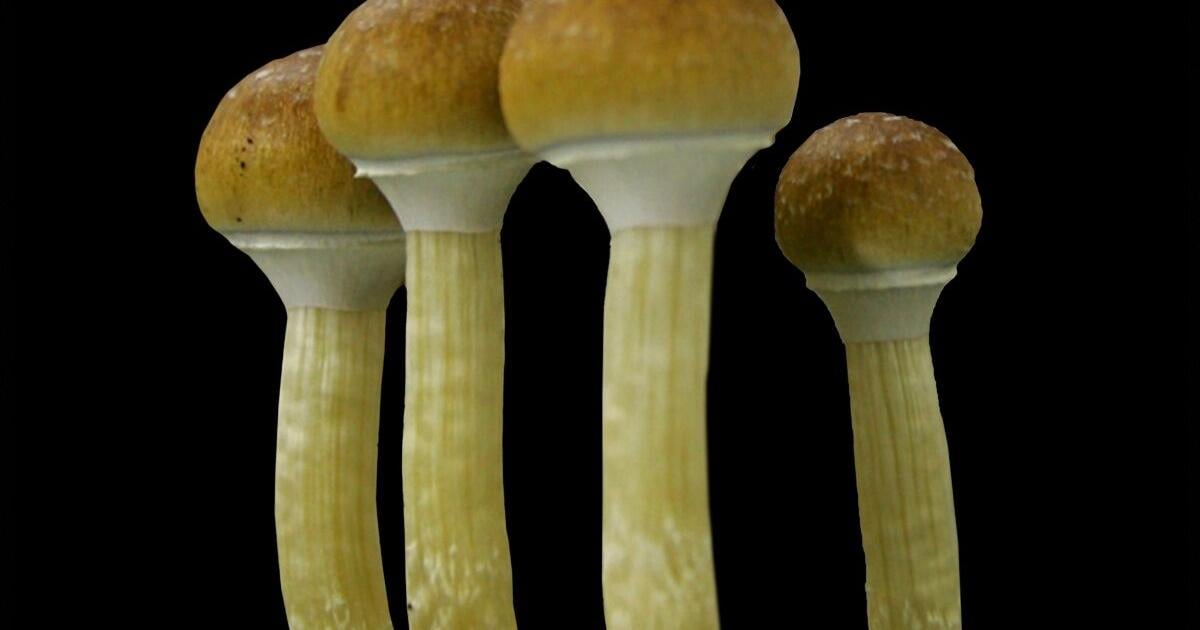 Office of Cannabis Management explores “magic mushroom” legality and benefits