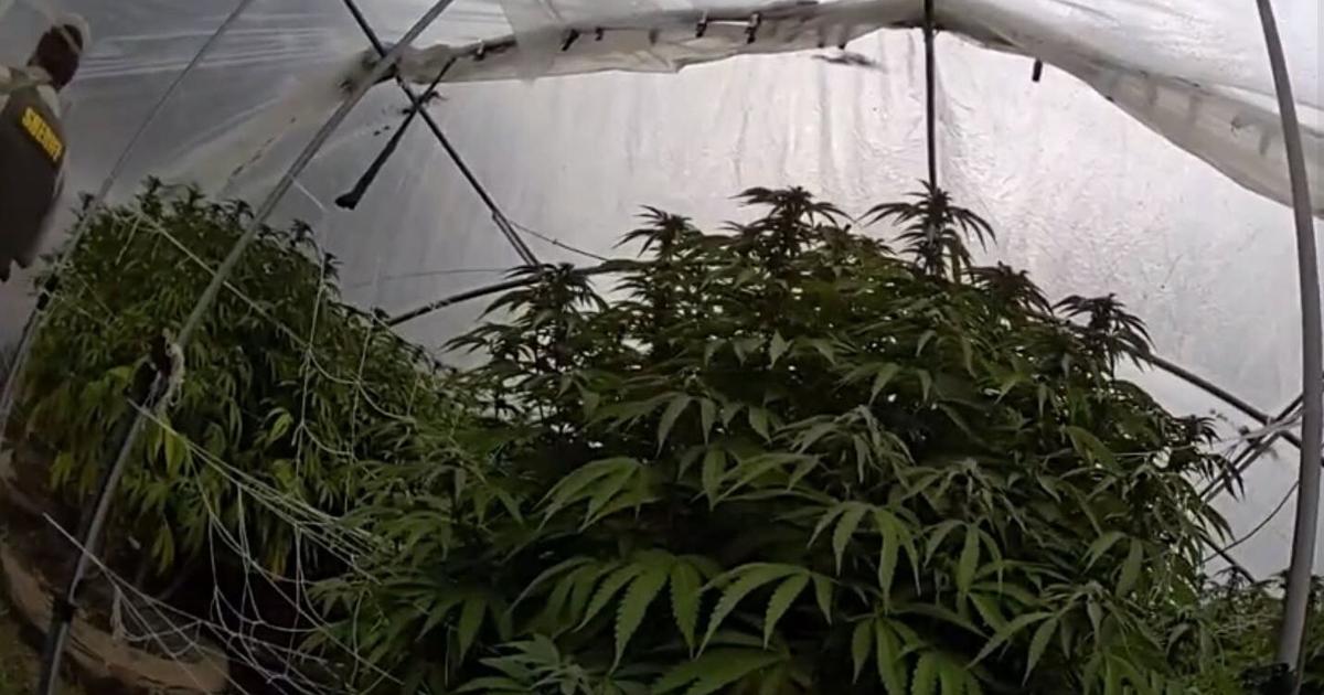 Thousands of suspected illegal cannabis plants seized across Nevada County Thousands of suspected illegal cannabis plants seized across Nevada County