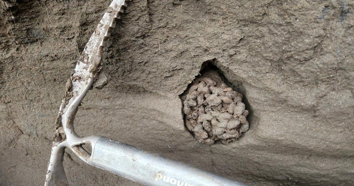 Ancient squirrel feces offer ‘time capsule’ of environment thousands of years ago