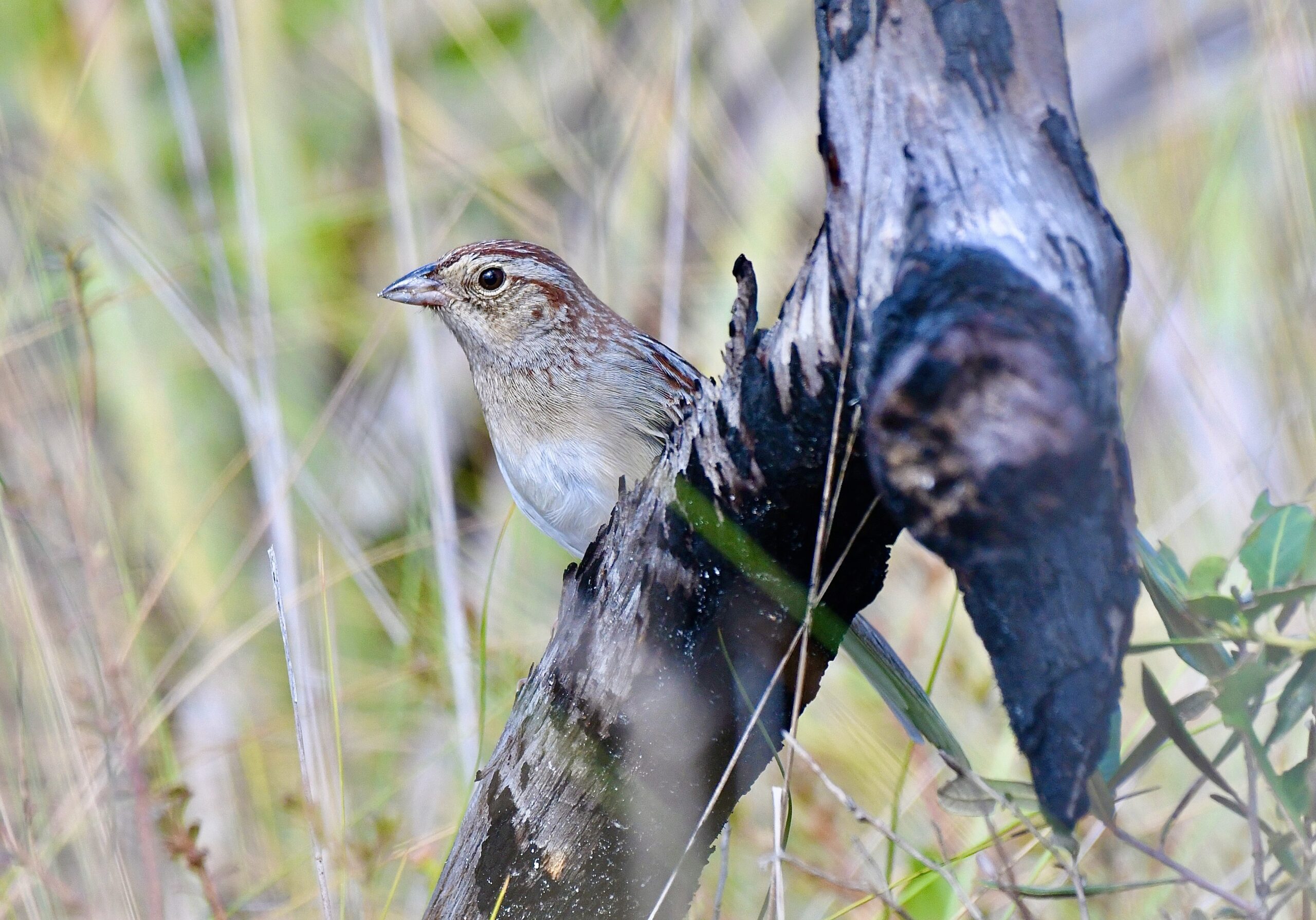 Acoustic Environment May Explain Why Some Bird Songs Outlast Others Acoustic Environment May Explain Why Some Bird Songs Outlast Others