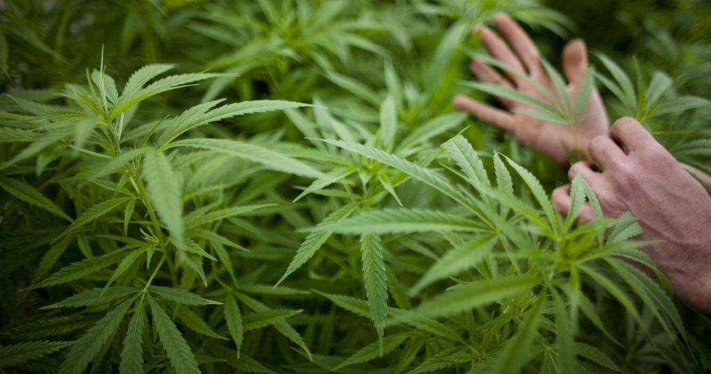 GOP leader says KY agencies that go along with medical cannabis order ‘should be prosecuted’