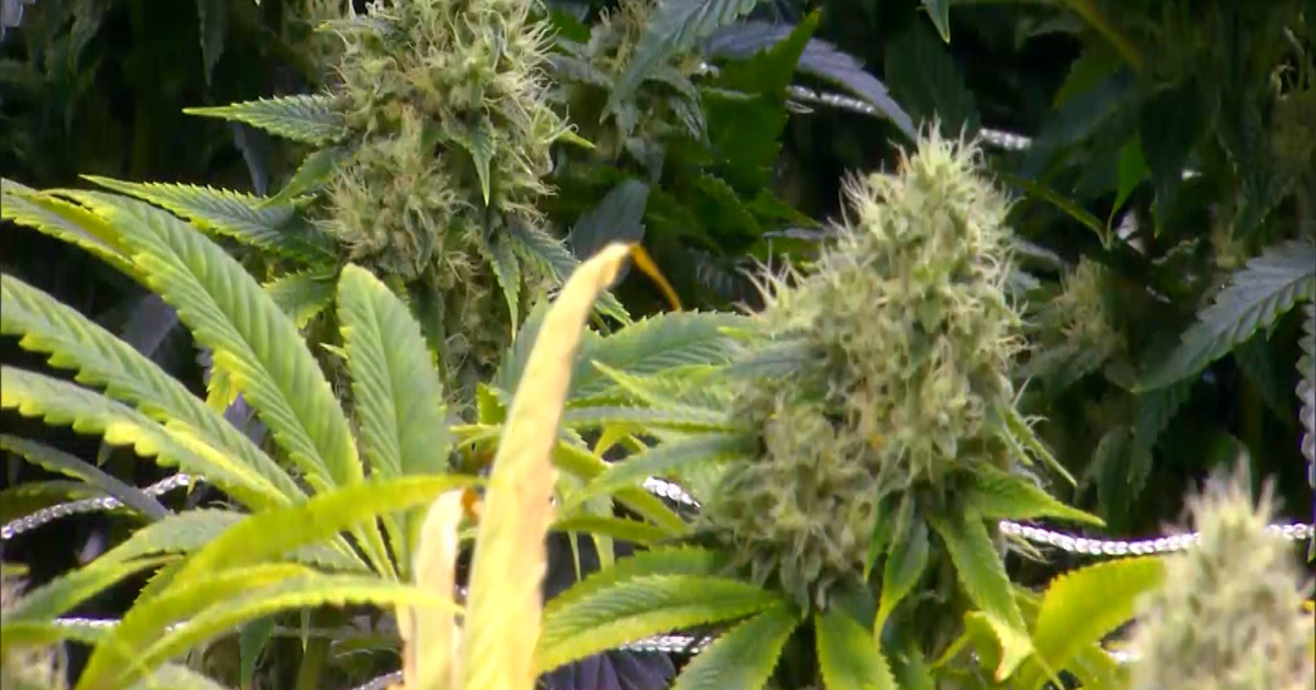 Cannabis Control Board Canned in Senate Vote Cannabis Control Board Canned in Senate Vote