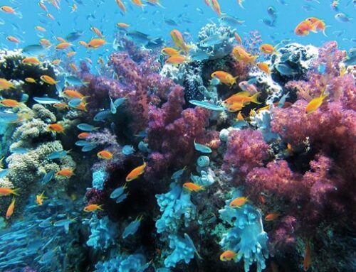 Egypt to establish Coral Reef Fund: Min. of Environment