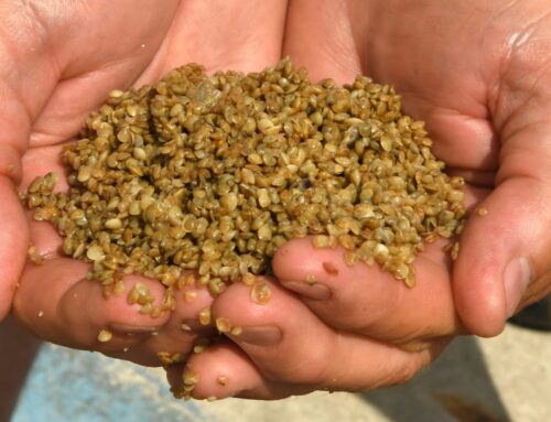 Drones seed ‘super clams’ to heal Florida waters