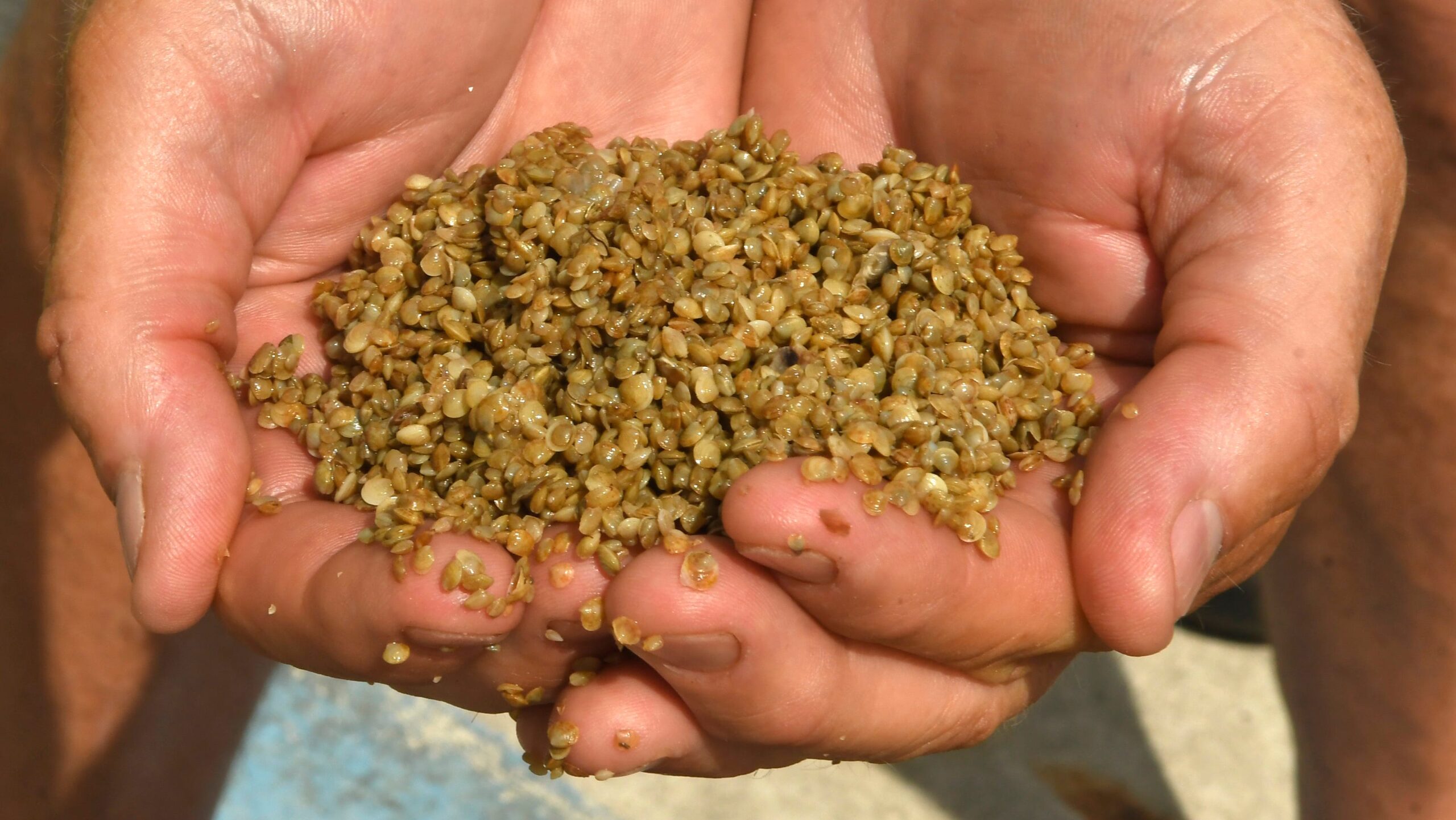 Drones seed ‘super clams’ to heal Florida waters Drones seed ‘super clams’ to heal Florida waters