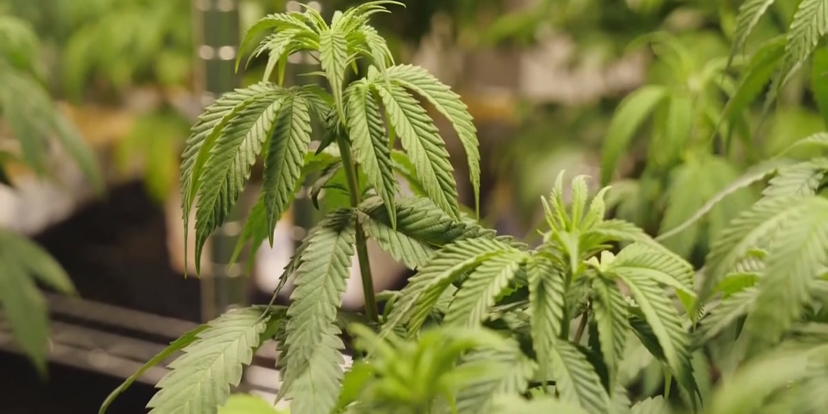 LIVE: Spanberger, state lawmakers address cannabis market plan