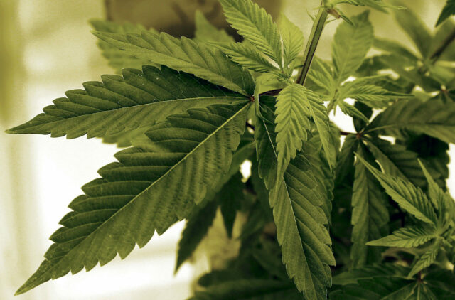 North Mankato’s First Medical and Recreational Cannabis Dispensary Set to Open North Mankato’s First Medical and Recreational Cannabis Dispensary Set to Open