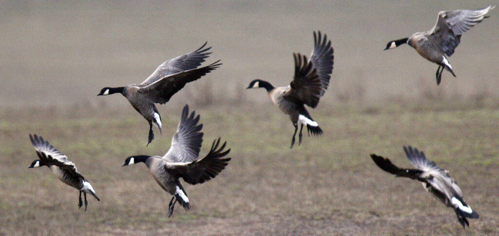 Fish and Wildlife Service proposed its largest hunting and fishing expansion, benefiting everyone Fish and Wildlife Service proposed its largest hunting and fishing expansion, benefiting everyone