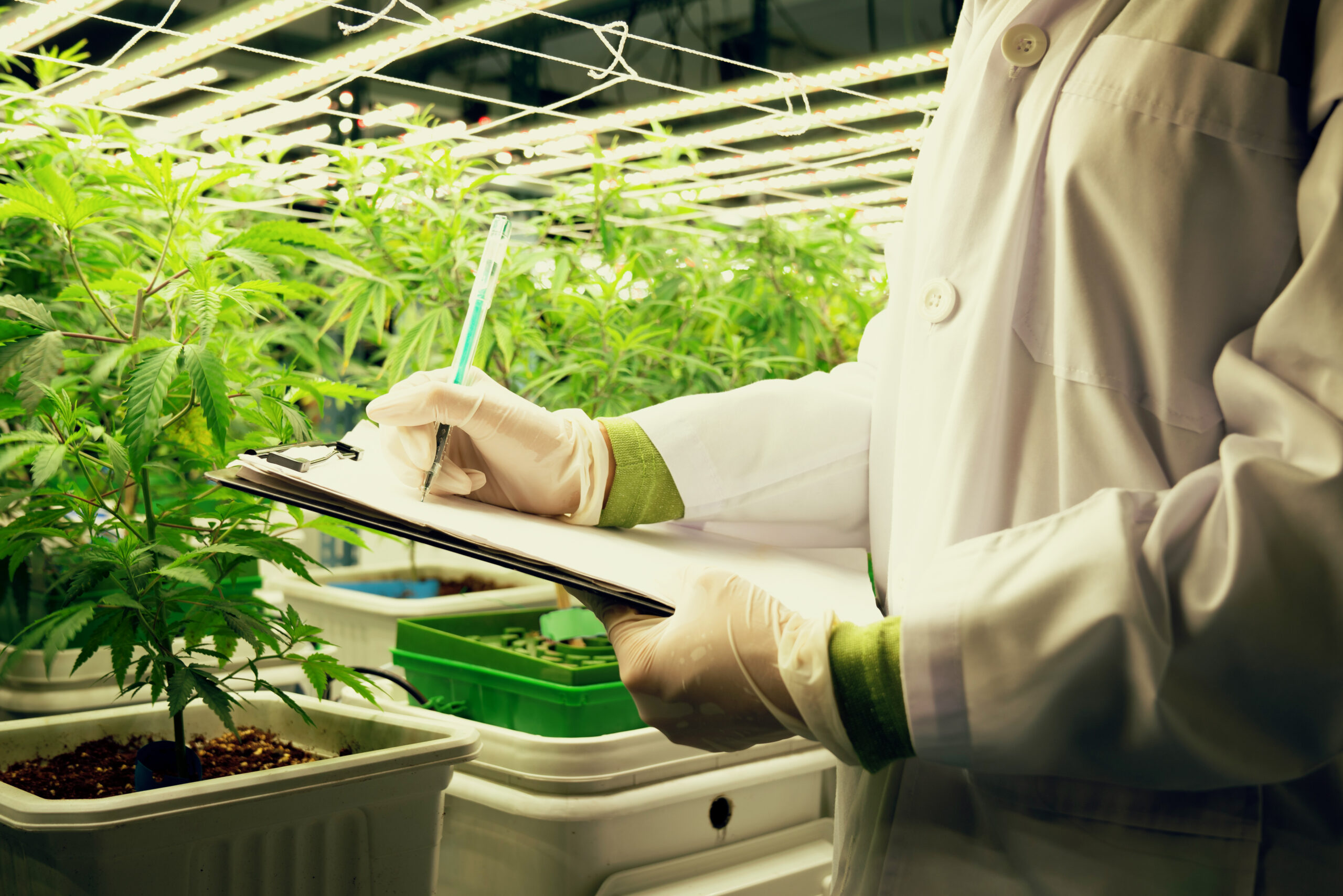 Michigan’s top cannabis regulator elected president of CANNRA