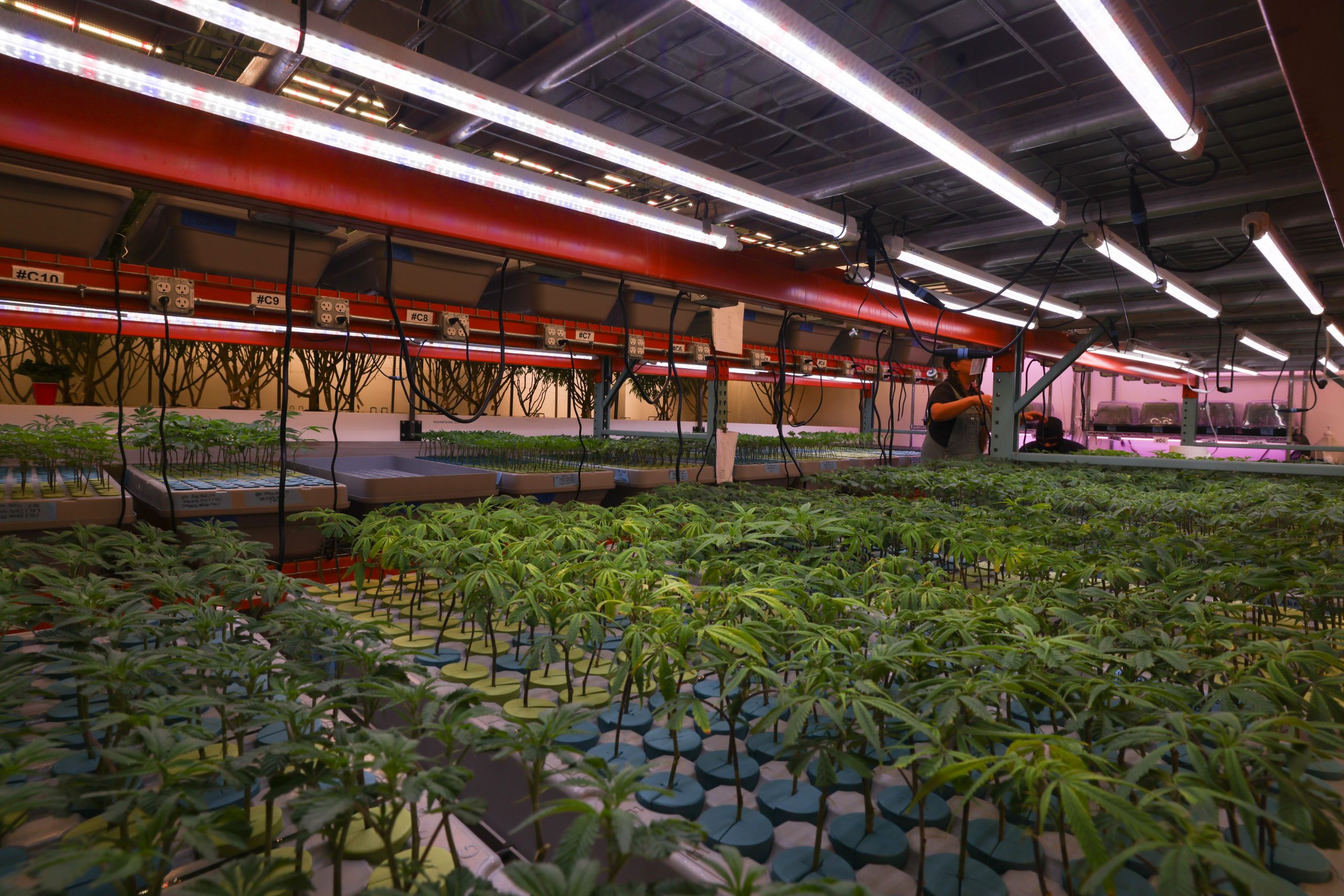 No soil, no problem: Arizona company pioneers aeroponic cannabis cultivation