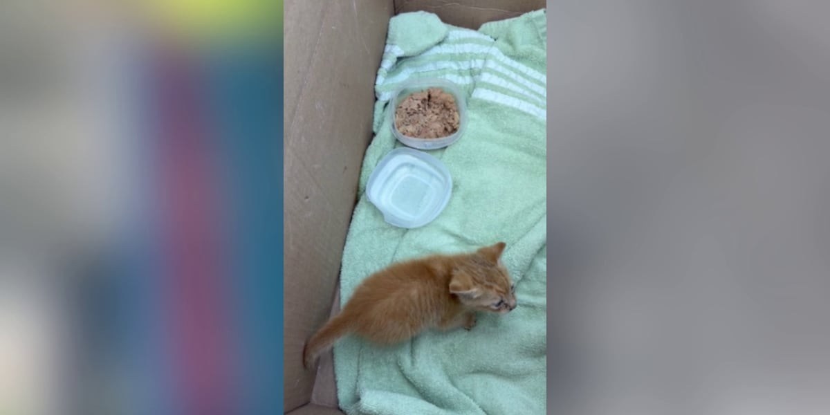 Cat saved from electric vehicle in southeast Atlanta