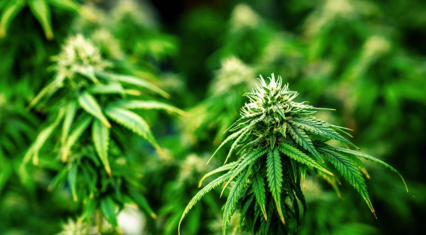 Big Tobacco enters Dutch regulated cannabis experiment with stake in largest grower Big Tobacco enters Dutch regulated cannabis experiment with stake in largest grower