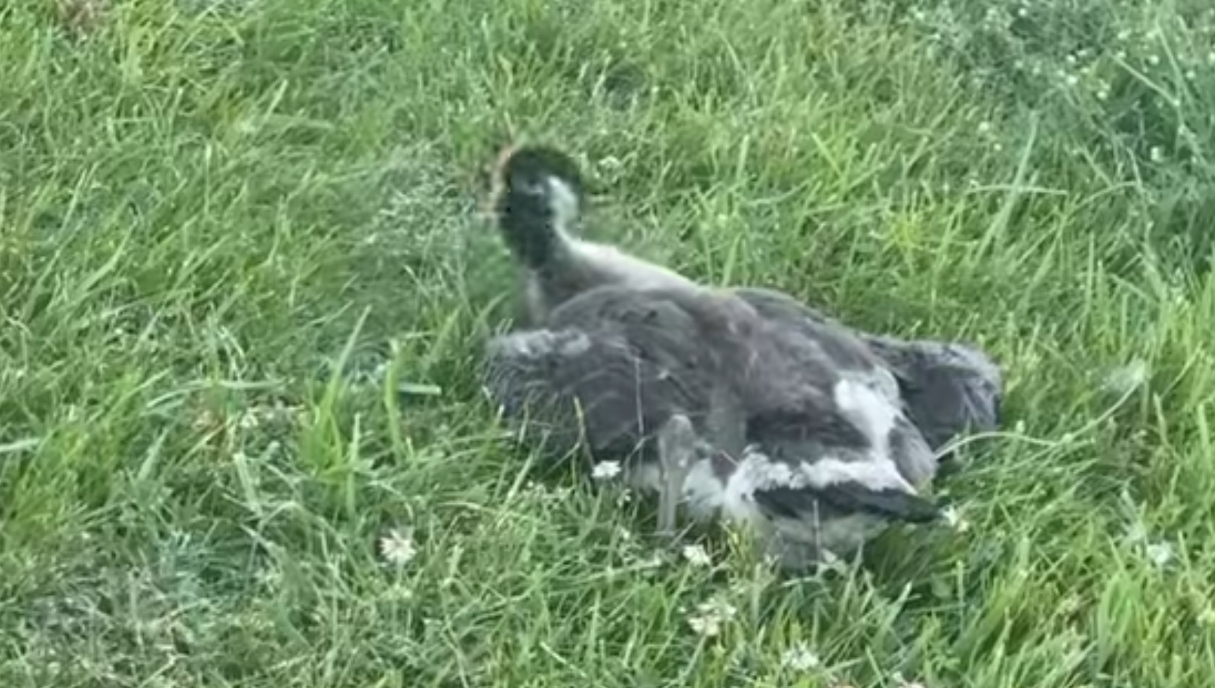 Five Stories To Start The Week: Tesla Driver Kills Geese; World Cup Watch Parties; Harborplace Jobs; and more. Five Stories To Start The Week: Tesla Driver Kills Geese; World Cup Watch Parties; Harborplace Jobs; and more.