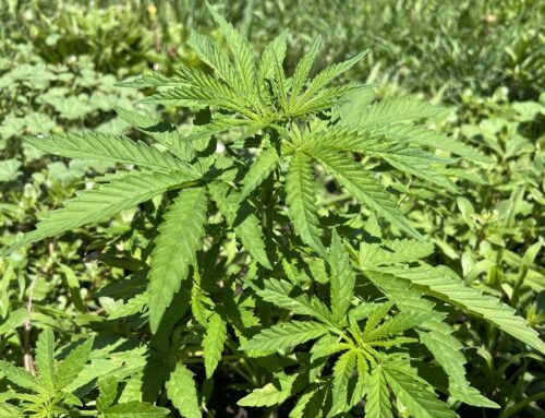 Cannabis rescheduling confusion